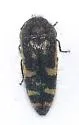 Acmaeodera amabilis