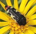 Acmaeodera amabilis - photo 3