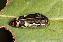 Acmaeodera amabilis - photo 4