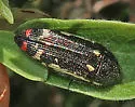 Acmaeodera amabilis - photo 5