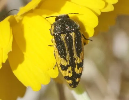 Acmaeodera amplicollis