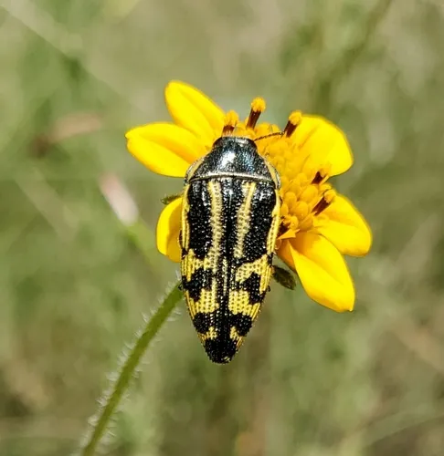 Acmaeodera amplicollis - photo 2