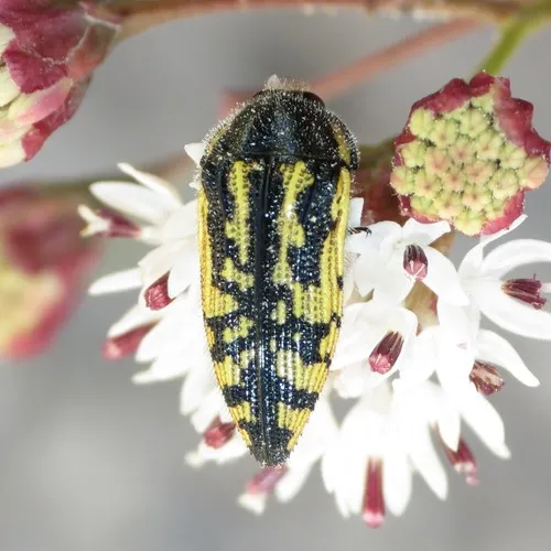Acmaeodera amplicollis - photo 3