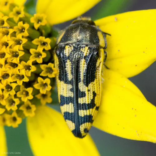 Acmaeodera amplicollis - photo 4