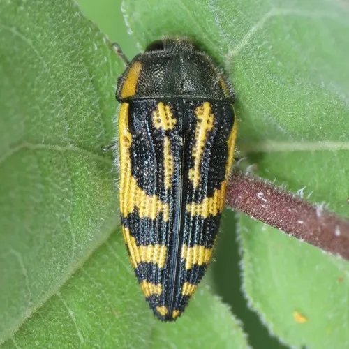 Acmaeodera amplicollis - photo 6