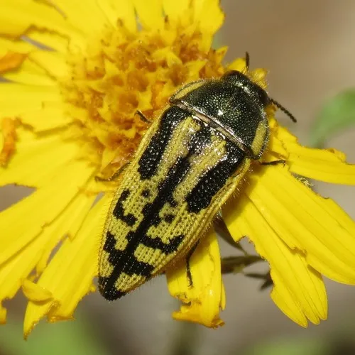 Acmaeodera amplicollis - photo 7