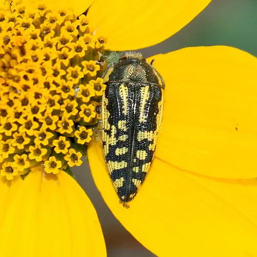 Acmaeodera amplicollis - photo 8