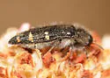 Acmaeodera angelica - photo 2