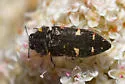 Acmaeodera angelica - photo 3