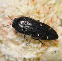 Acmaeodera angelica - photo 4
