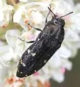 Acmaeodera angelica - photo 5