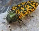 Acmaeodera auritincta - photo 3