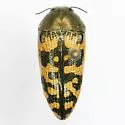Acmaeodera auritincta - photo 4