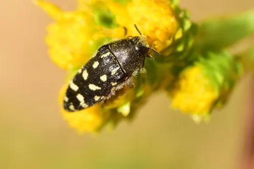 Acmaeodera bacchariphaga - photo 2