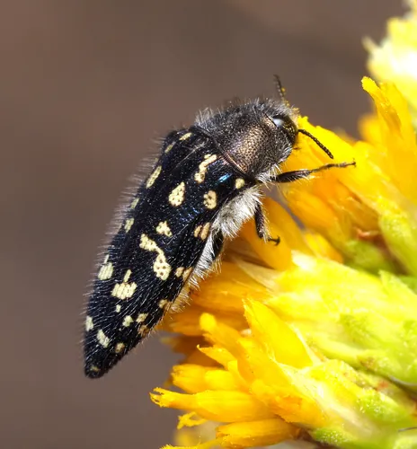Acmaeodera bacchariphaga - photo 3