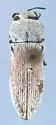 Acmaeodera barri - Acmaeodera barri