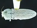 Acmaeodera barri - photo 3