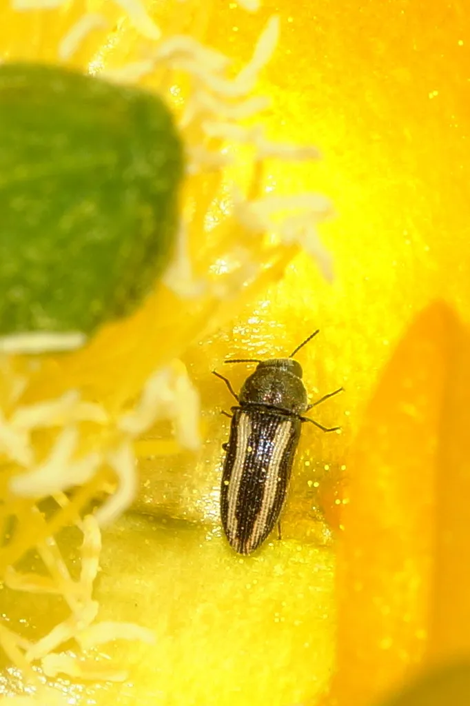 Acmaeodera bashami - photo 2