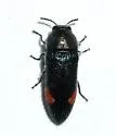 Acmaeodera bivulnera - photo 2