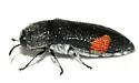 Acmaeodera bivulnera - photo 3