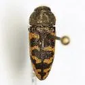 Acmaeodera bowditchi - photo 3