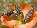 Acmaeodera bowditchi - photo 4