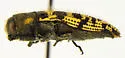 Acmaeodera bowditchi - photo 5