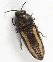 Acmaeodera cazieri - Acmaeodera cazieri