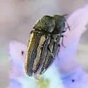 Acmaeodera cazieri - photo 2