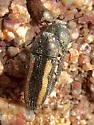 Acmaeodera cazieri - photo 3
