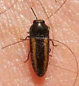 Acmaeodera cazieri - photo 4