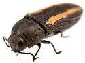 Acmaeodera cazieri - photo 5