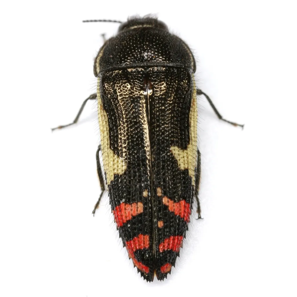 Acmaeodera chiricahuae - photo 2