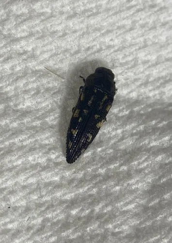 Acmaeodera comata - photo 2