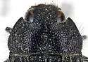 Acmaeodera condita - photo 4