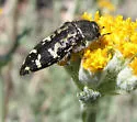 Acmaeodera connexa - photo 2