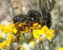 Acmaeodera connexa - photo 3