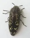 Acmaeodera connexa - photo 4