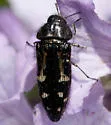 Acmaeodera connexa - photo 5