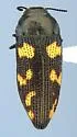 Acmaeodera conoidea - photo 4