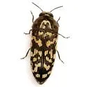 Acmaeodera consors - Acmaeodera consors