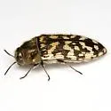 Acmaeodera consors - photo 2