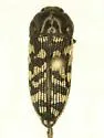 Acmaeodera consors - photo 3
