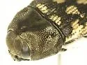 Acmaeodera consors - photo 4