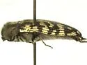 Acmaeodera consors - photo 5