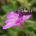 Acmaeodera convicta - Acmaeodera convicta
