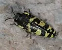 Acmaeodera convicta - photo 3