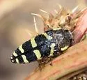 Acmaeodera convicta - photo 4