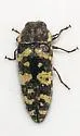 Acmaeodera convicta - photo 5