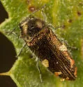 Acmaeodera coquilletti - photo 2